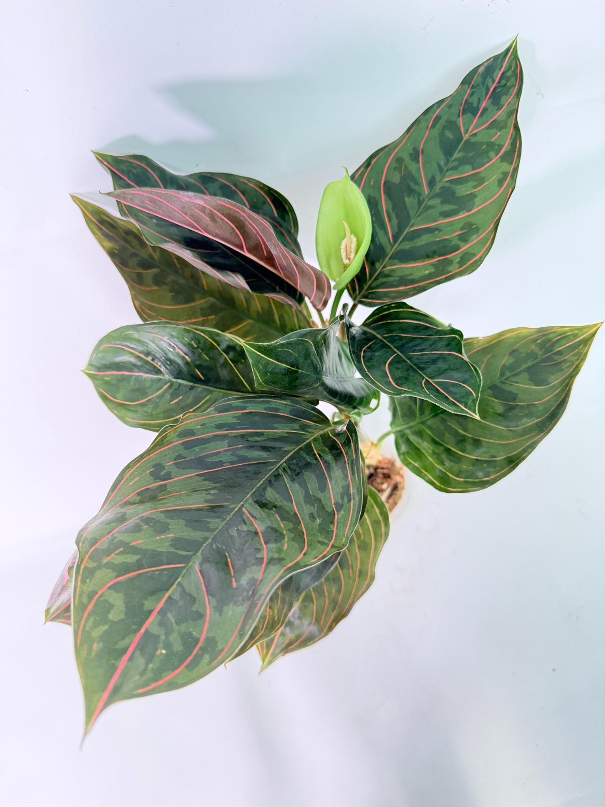 Aglaonema red army 