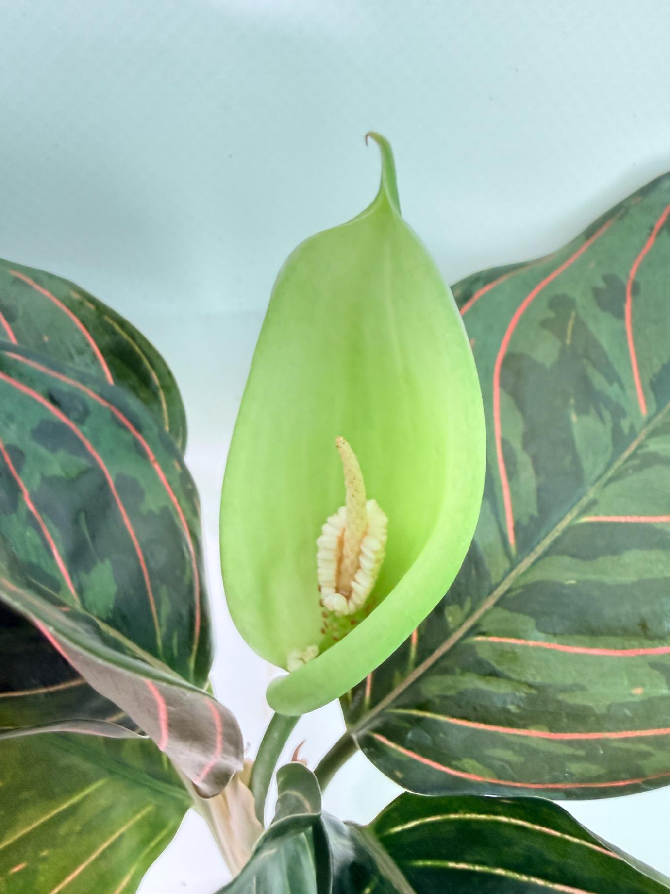 Aglaonema red army 
