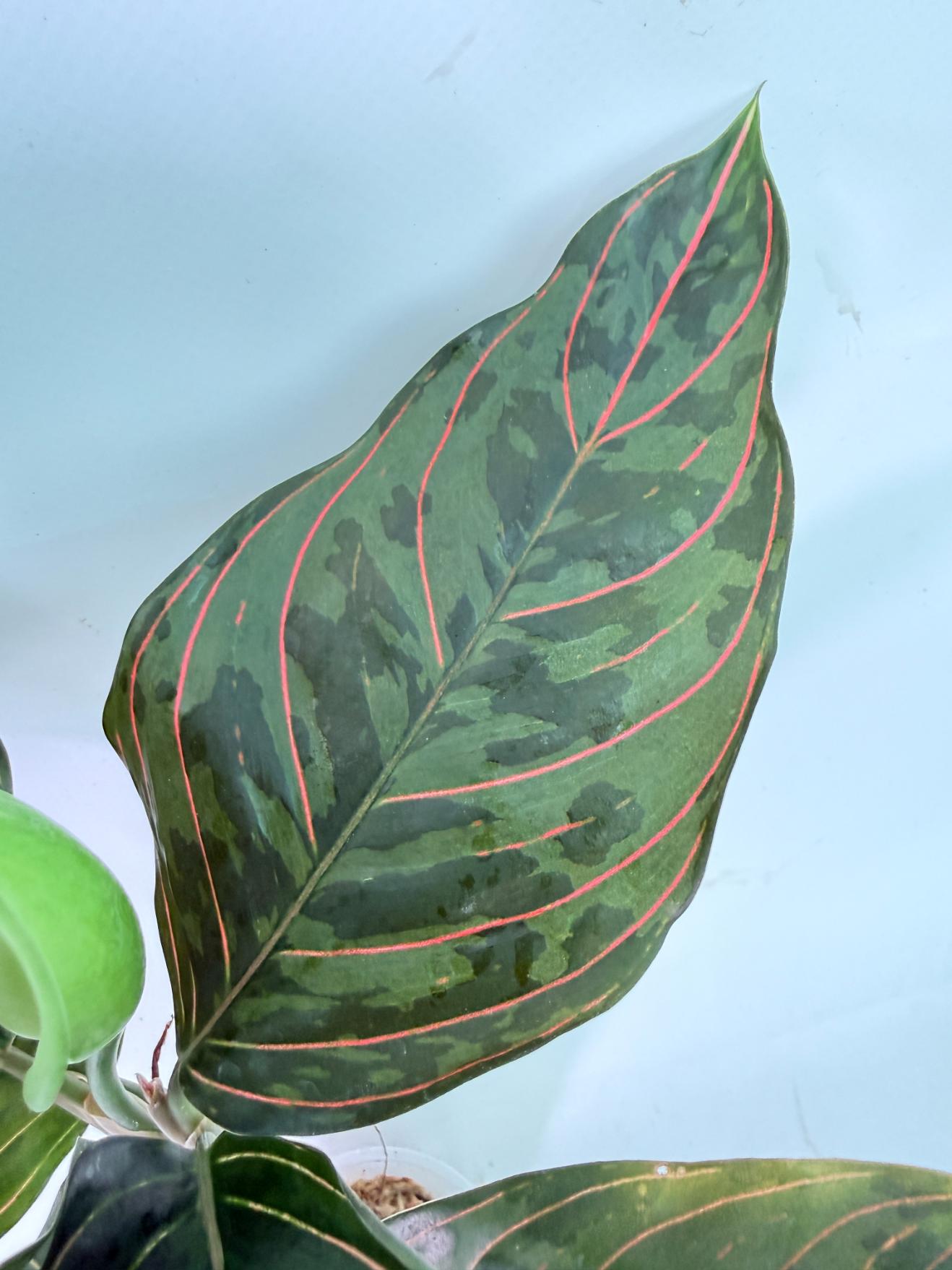 Aglaonema red army 