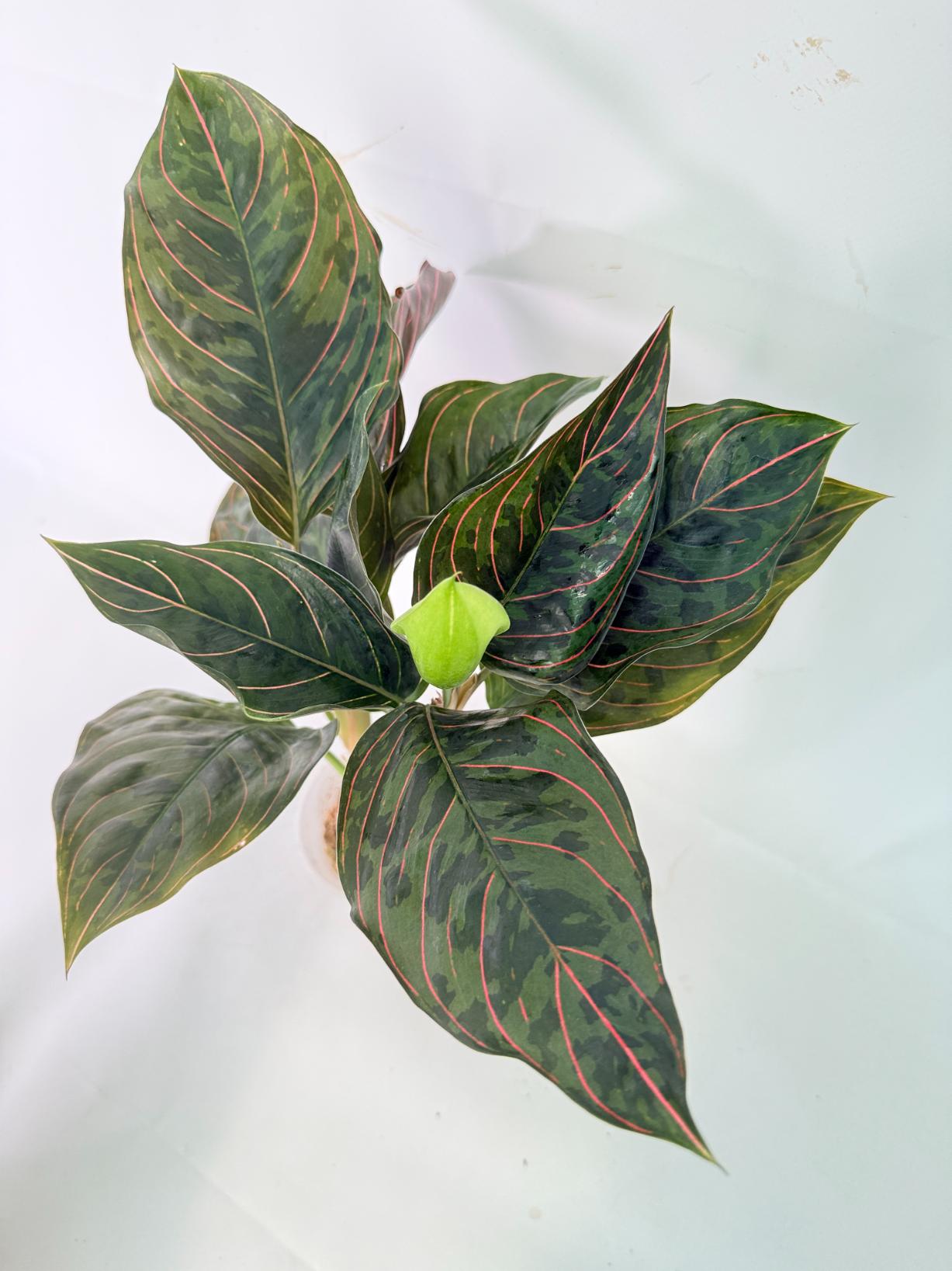 Aglaonema red army 