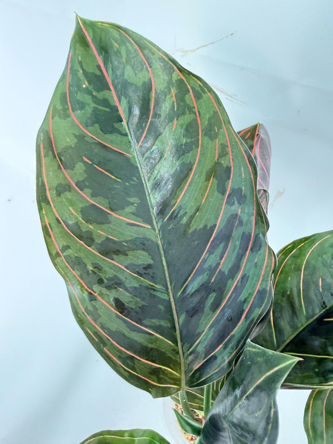Aglaonema red army 