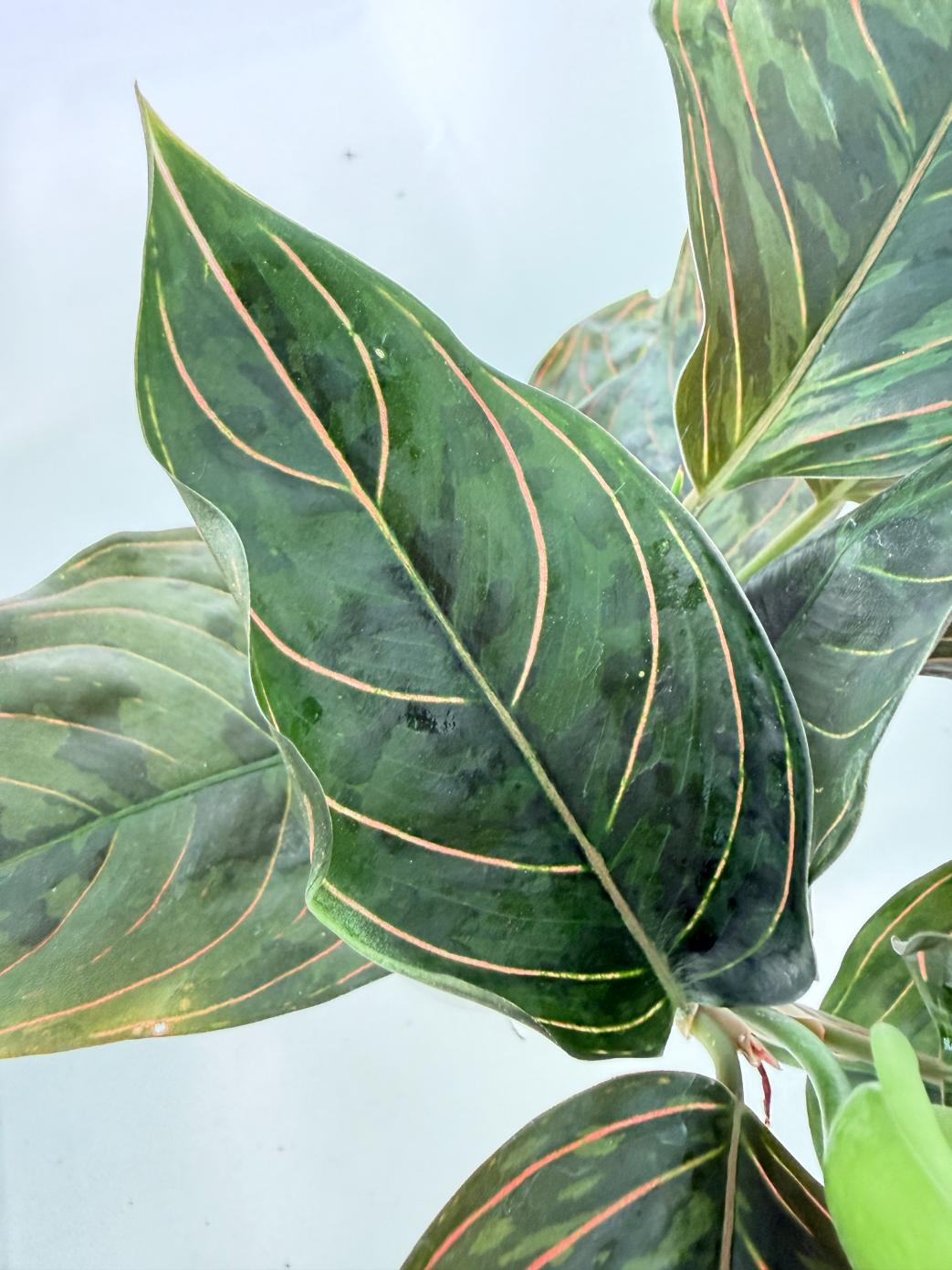 Aglaonema red army 