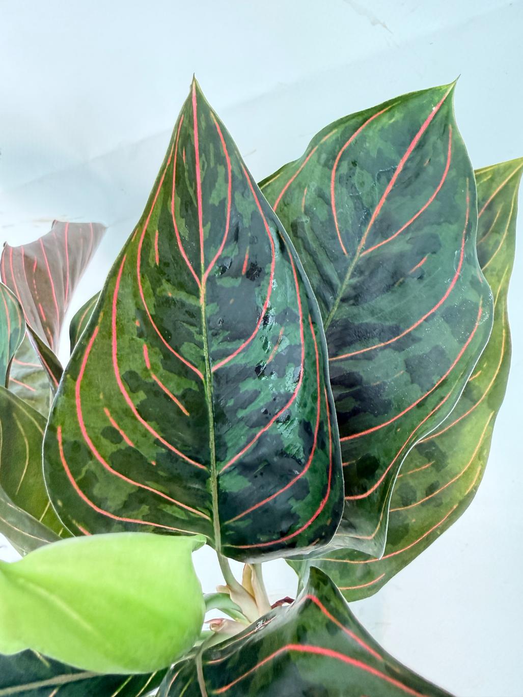 Aglaonema red army 