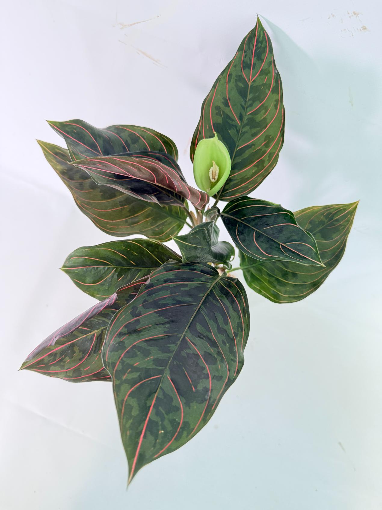Aglaonema red army 