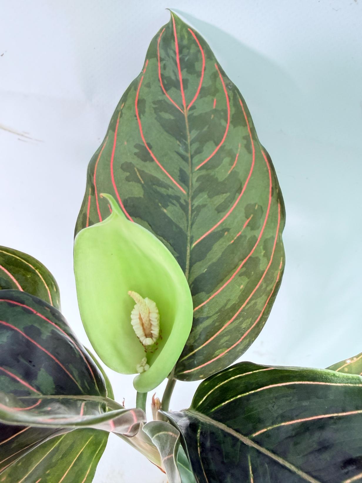 Aglaonema red army 