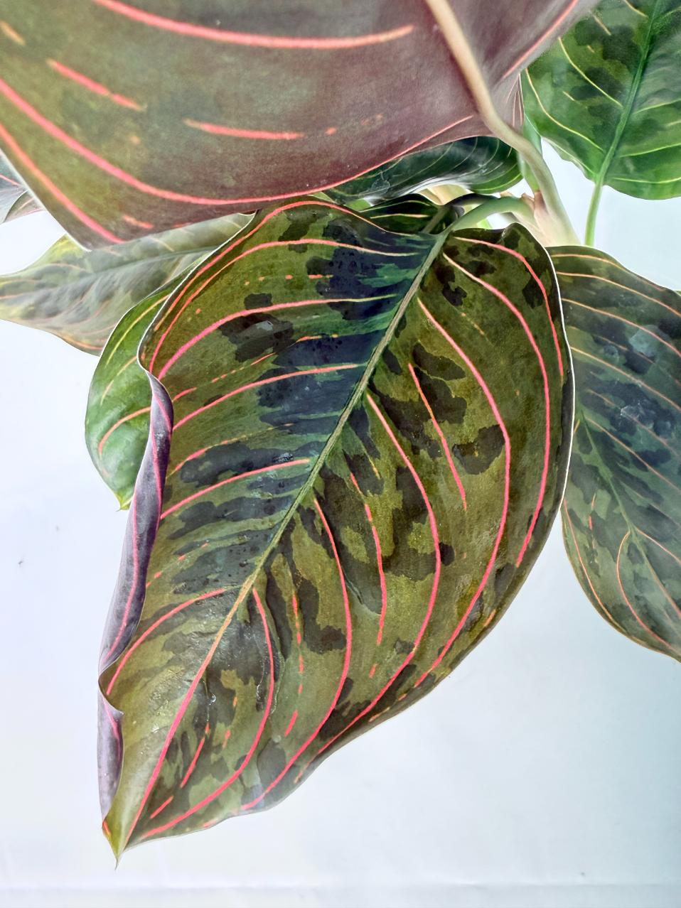 Aglaonema red army 