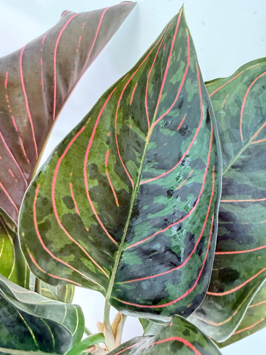 Aglaonema red army 