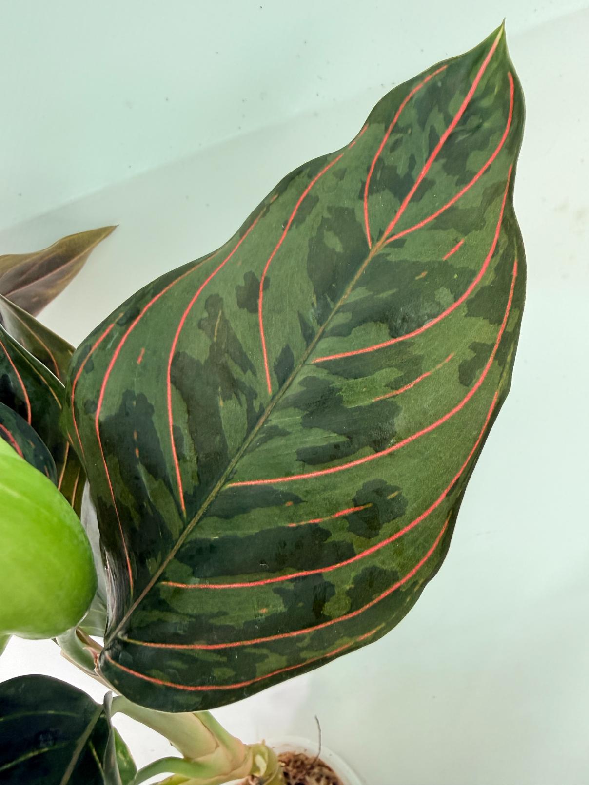 Aglaonema red army 