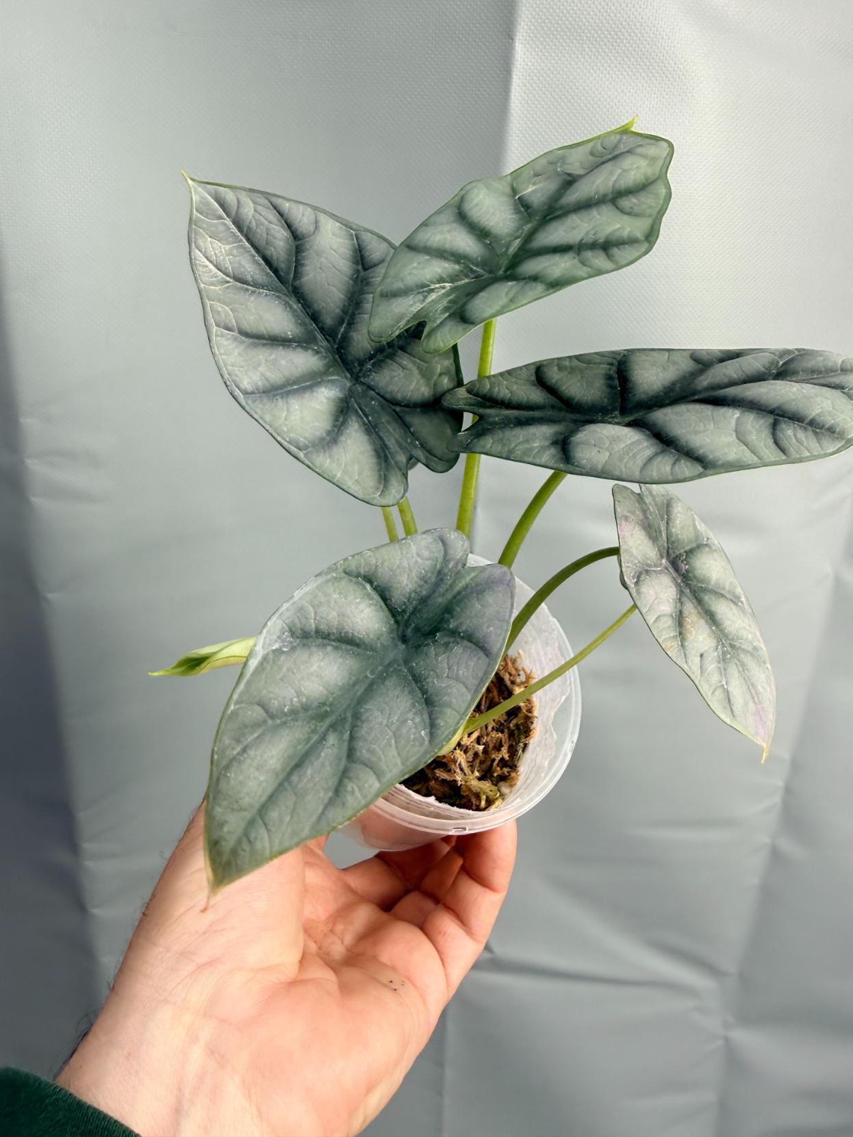 Alocasia Silver Dragon