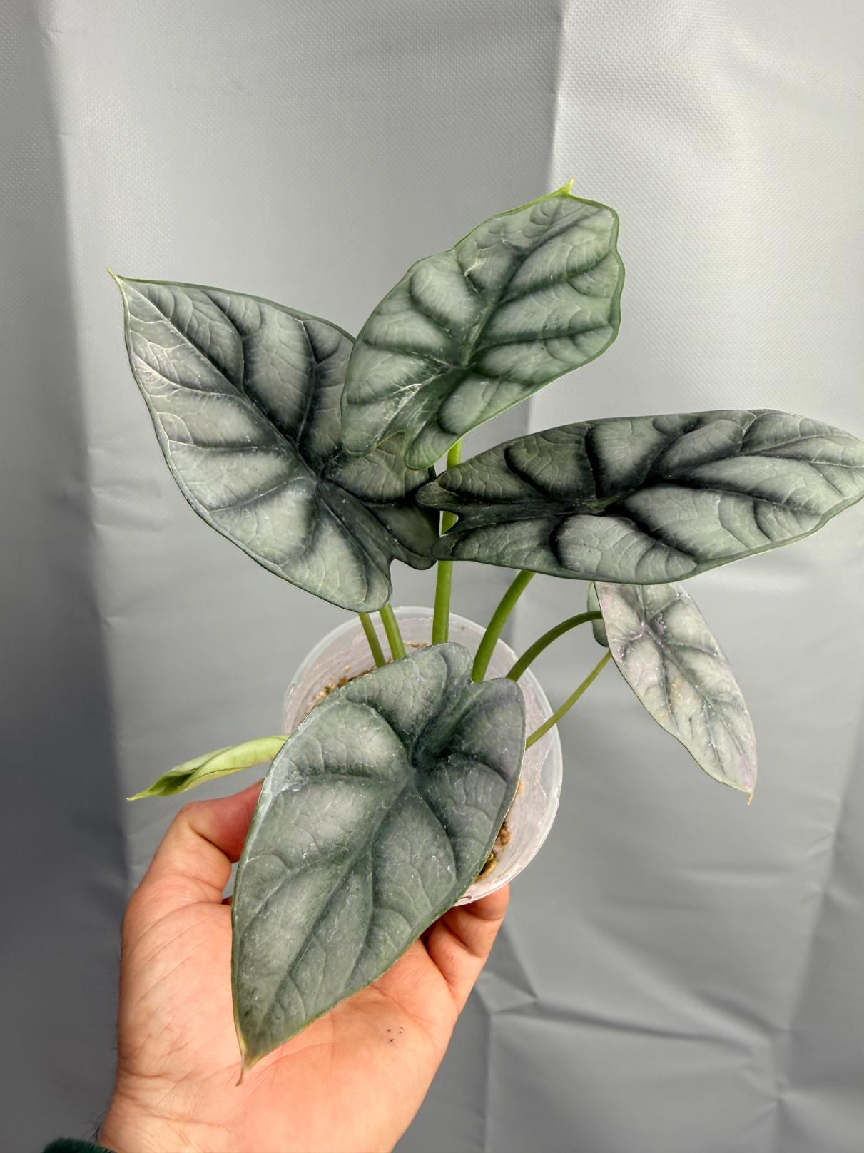 Alocasia Silver Dragon