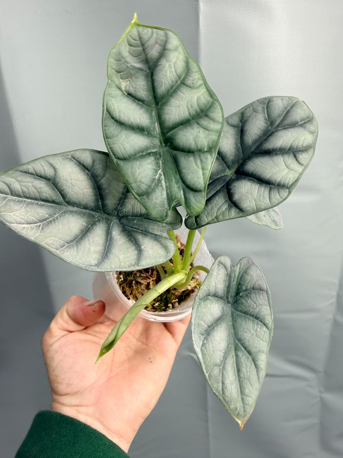 Alocasia Silver Dragon