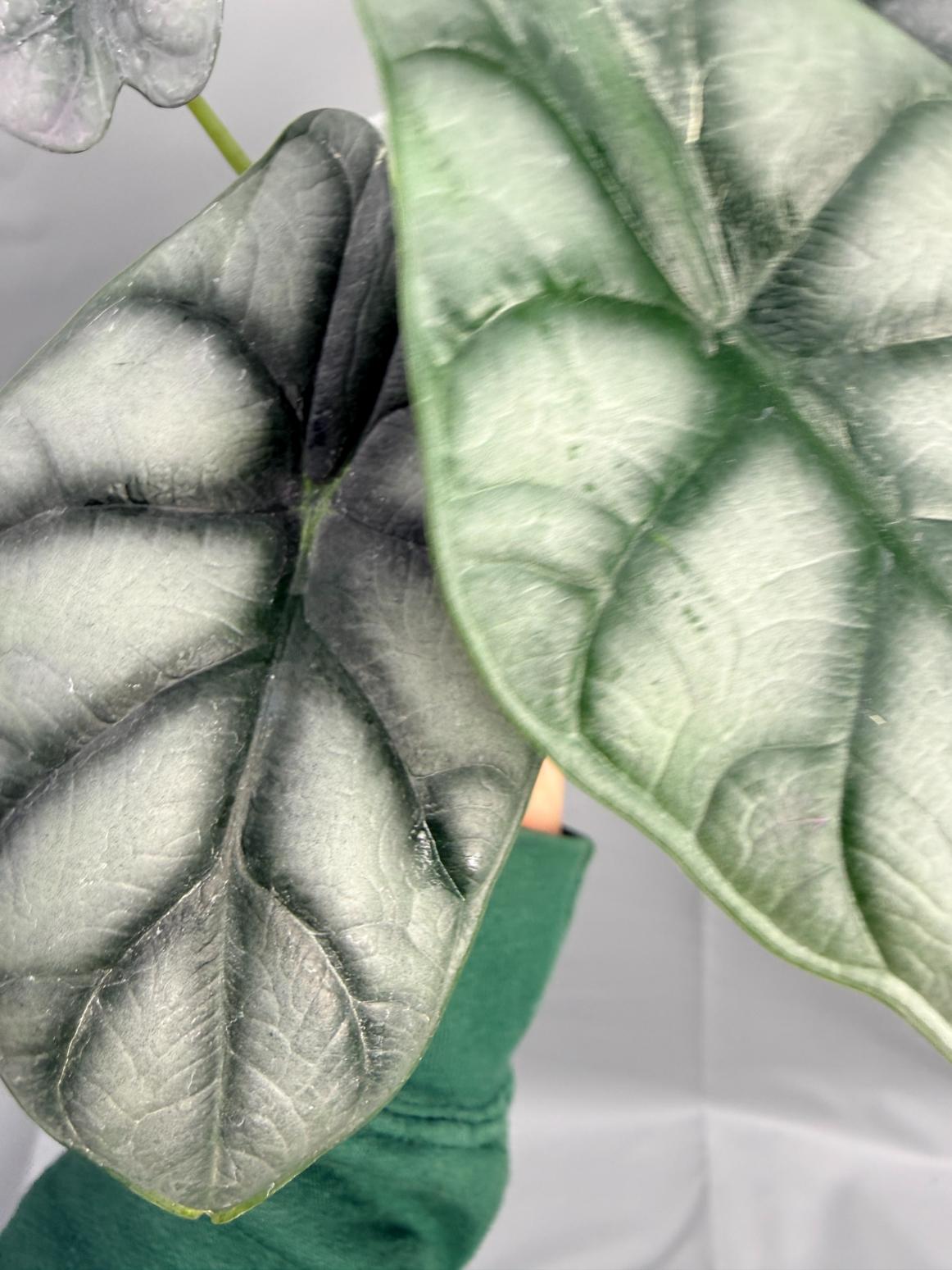 Alocasia Silver Dragon