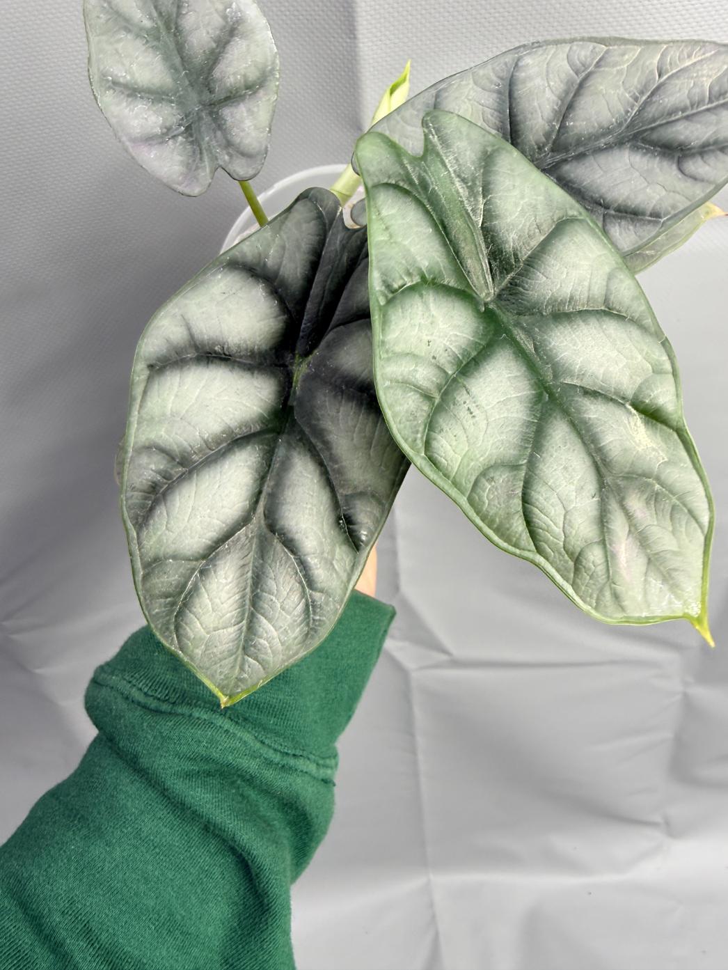 Alocasia Silver Dragon | Welovetropicalplants