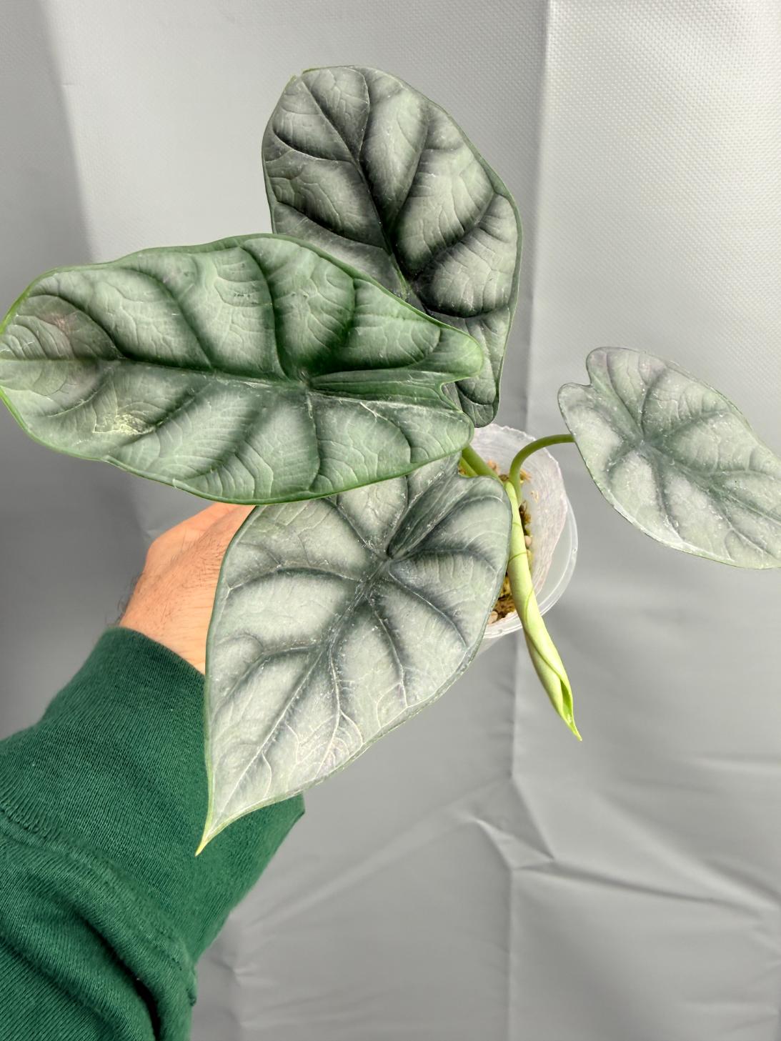 Alocasia Silver Dragon