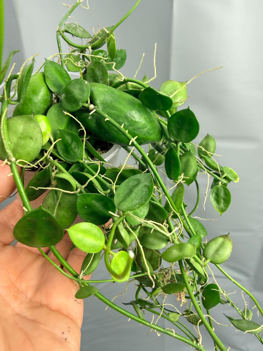 Dischidia Major 'Rattle Shulls'