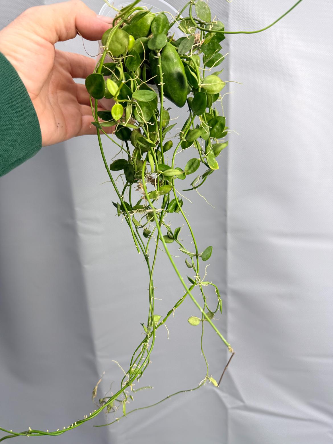 Dischidia Major 'Rattle Shulls'