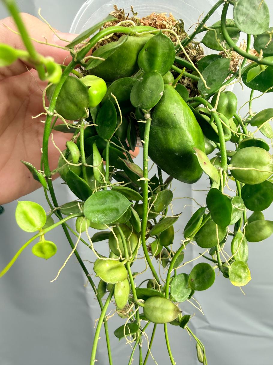 Dischidia Major 'Rattle Shulls'