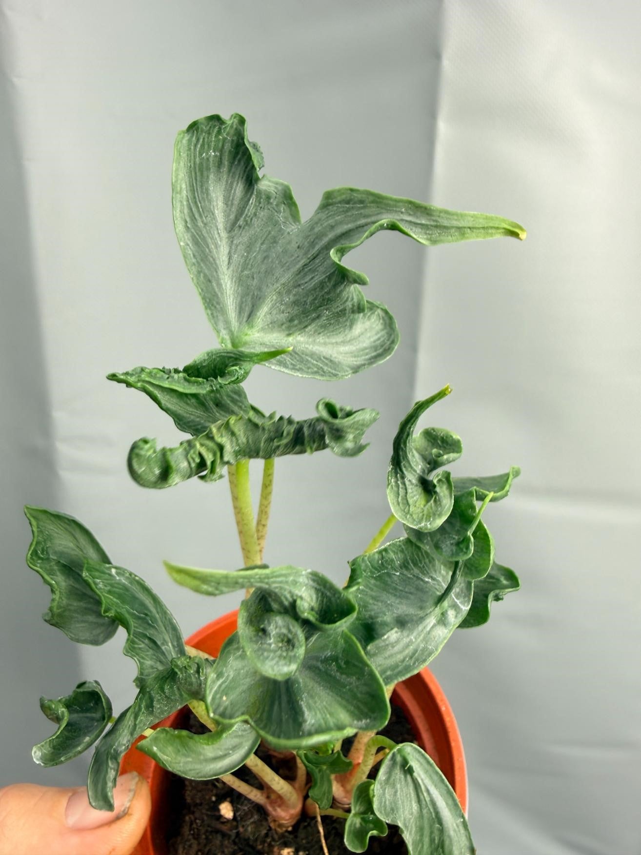 Alocasia Holy Grail