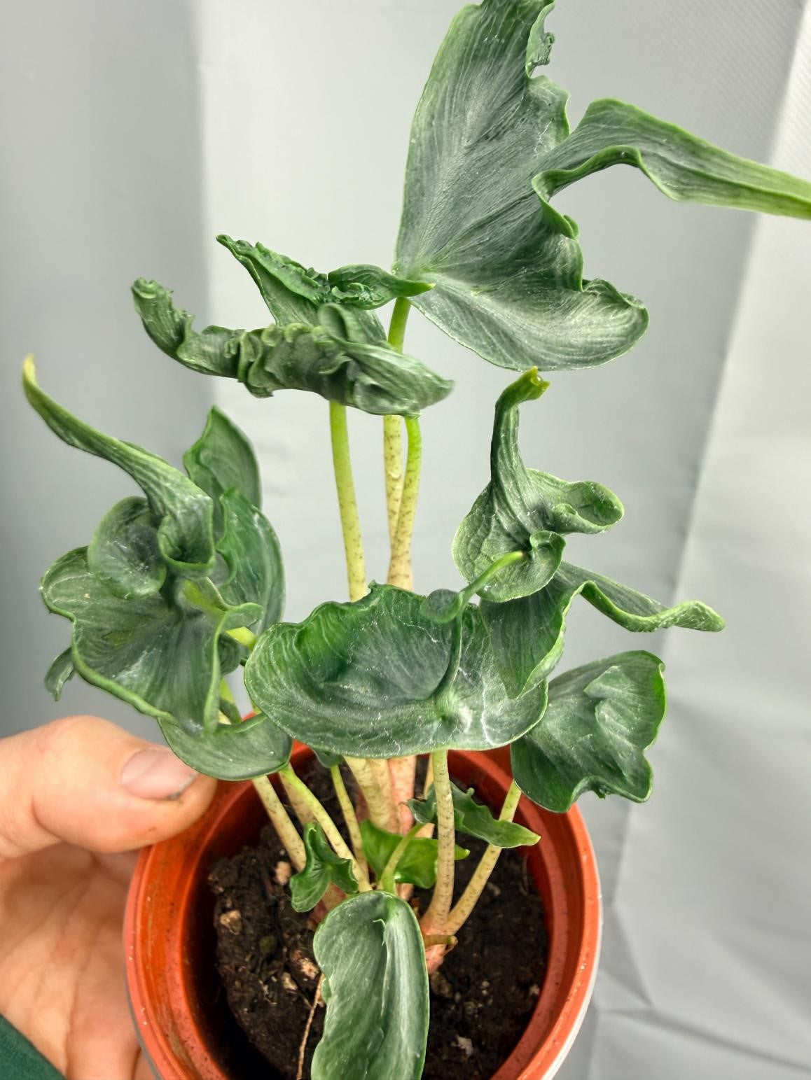Alocasia Holy Grail