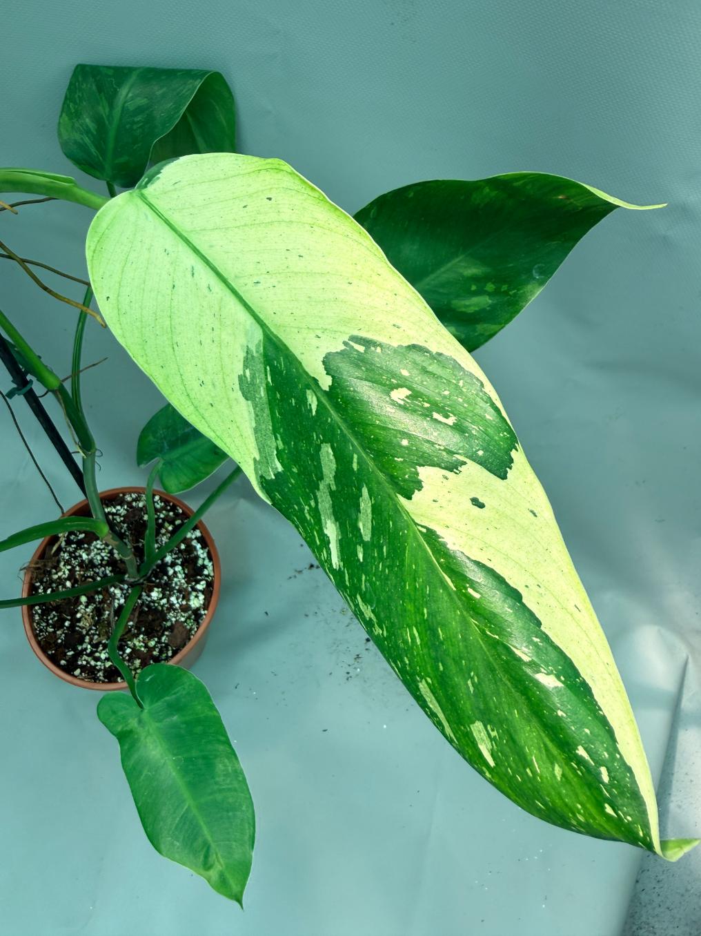 Philodendron Jose Buono variegata XL 