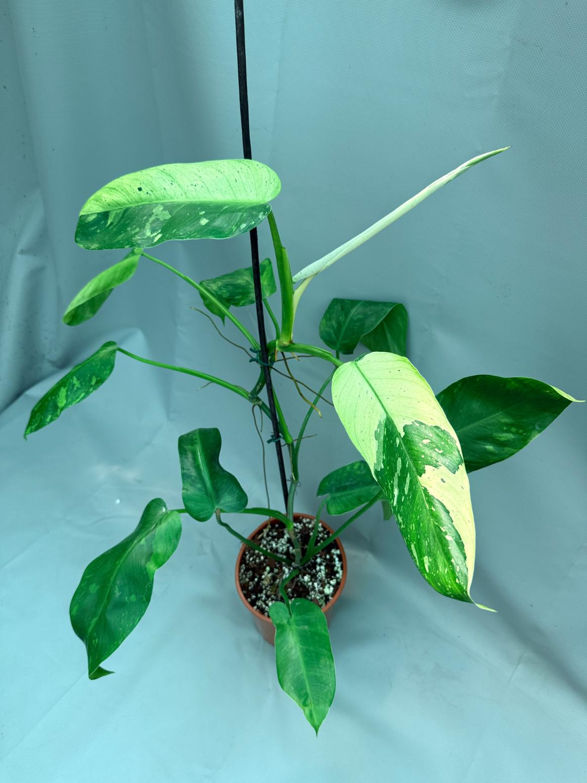 Philodendron Jose Buono variegata XL 