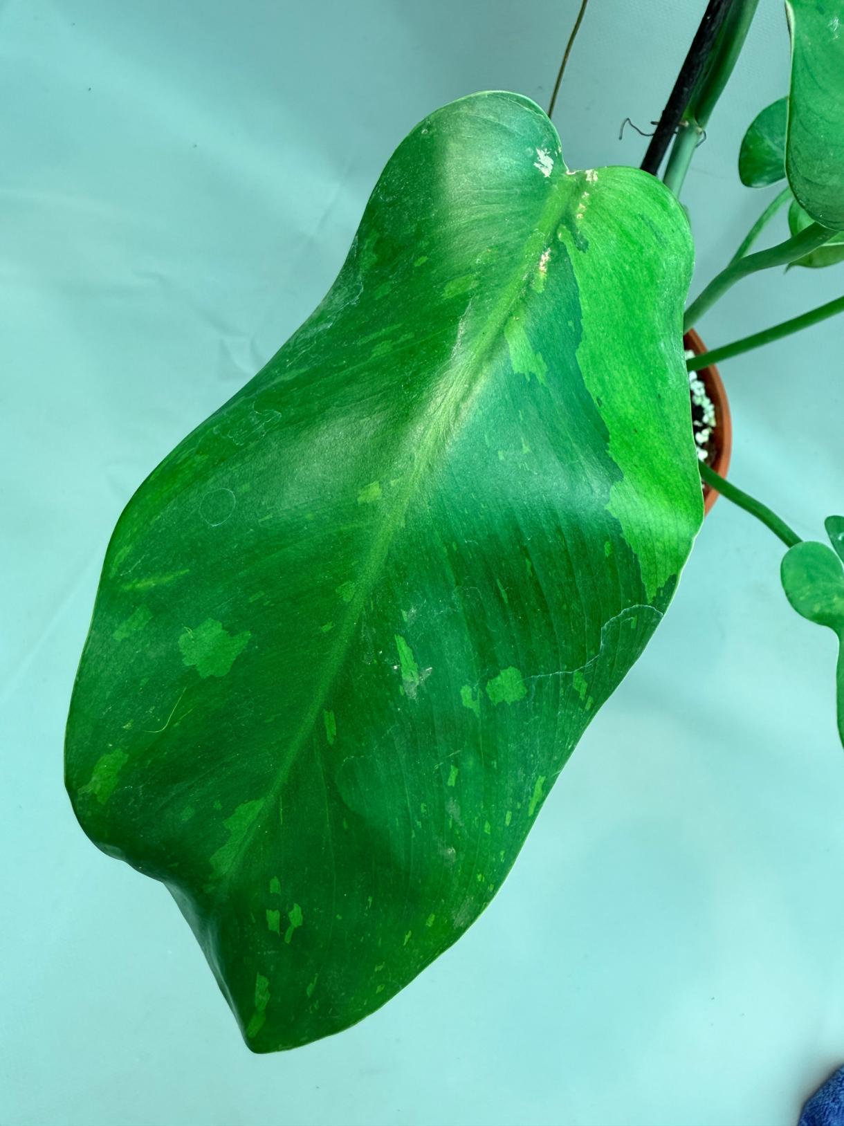 Philodendron Jose Buono variegata XL 