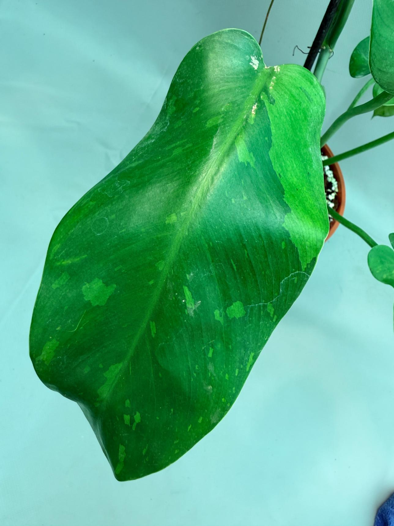 Philodendron Jose Buono variegata XL 