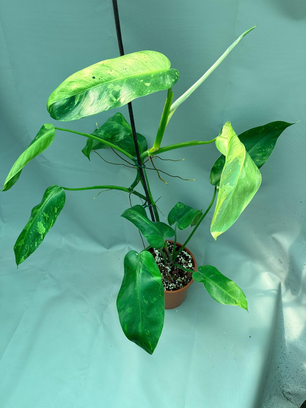 Philodendron Jose Buono variegata XL 