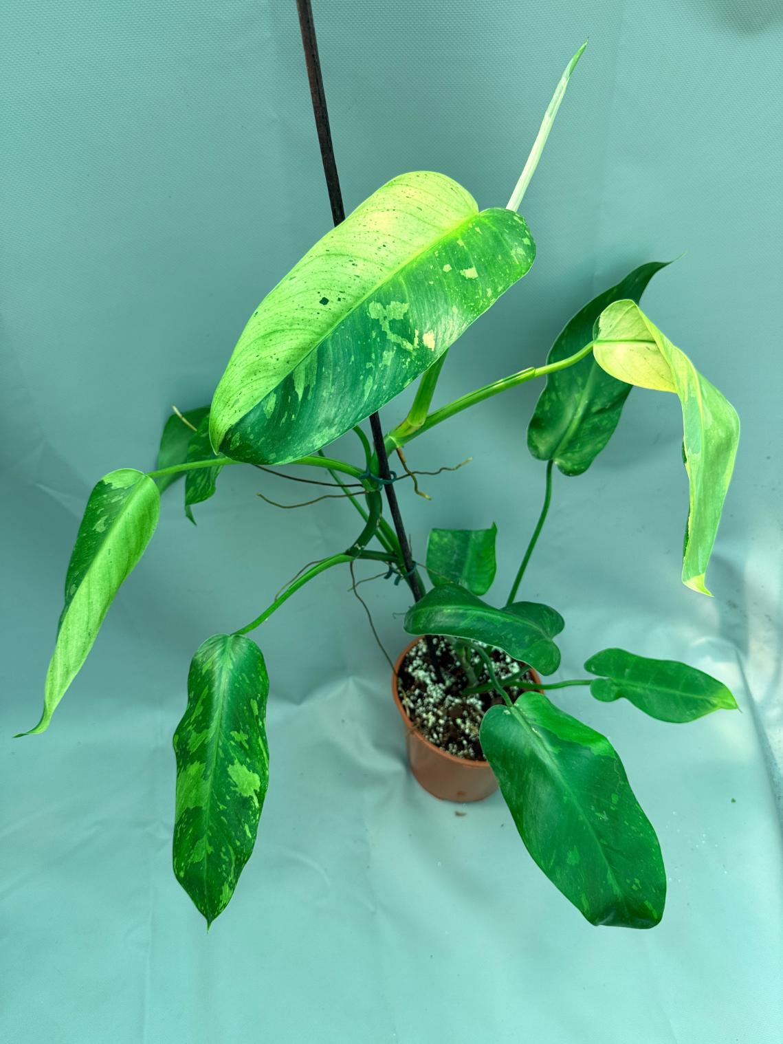 Philodendron Jose Buono variegata XL 