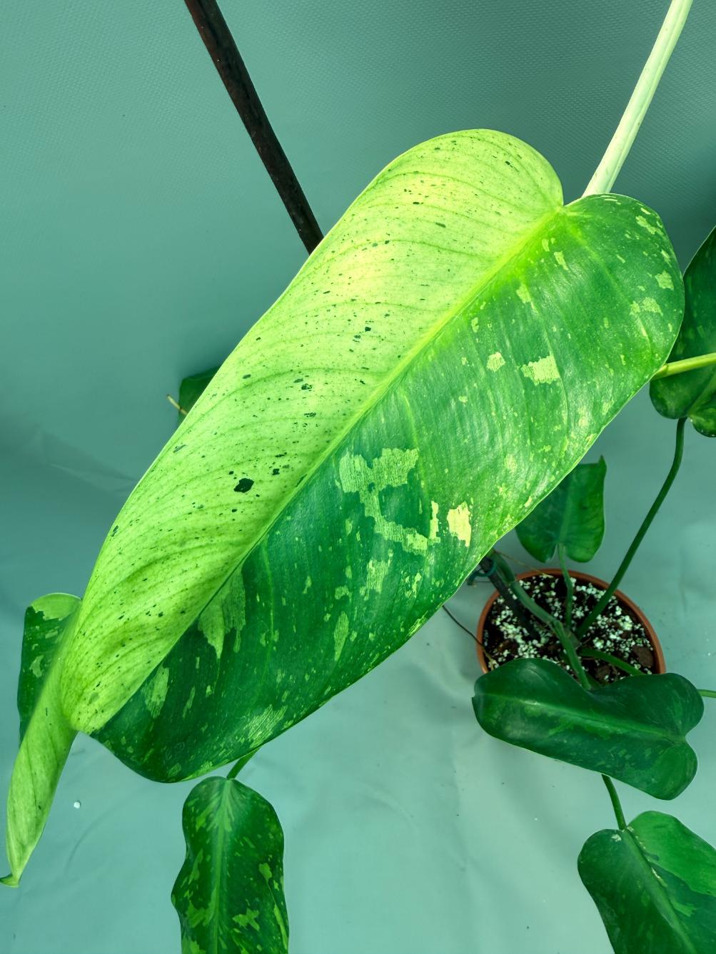 Philodendron Jose Buono variegata XL
