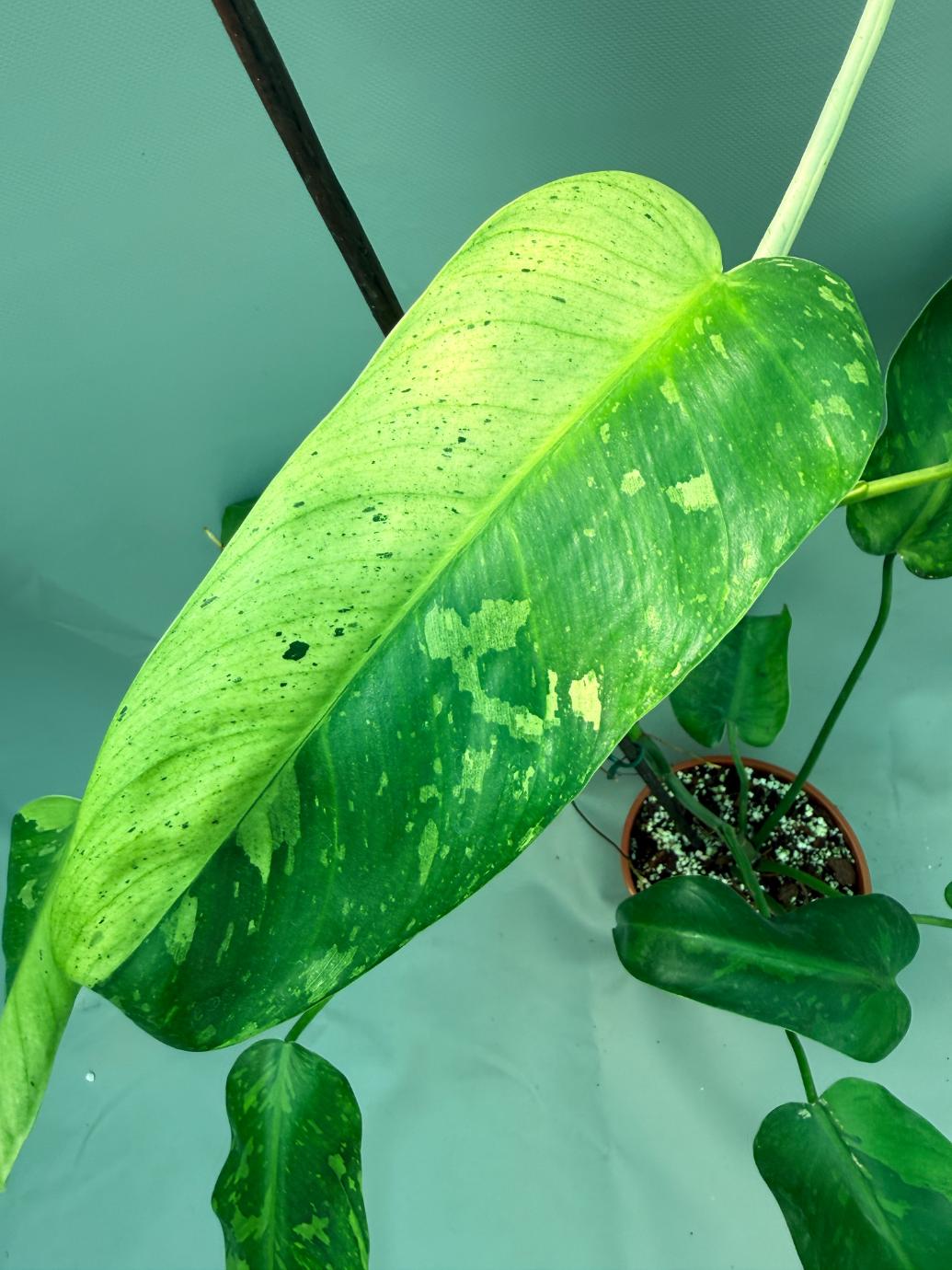 Philodendron Jose Buono variegata XL 