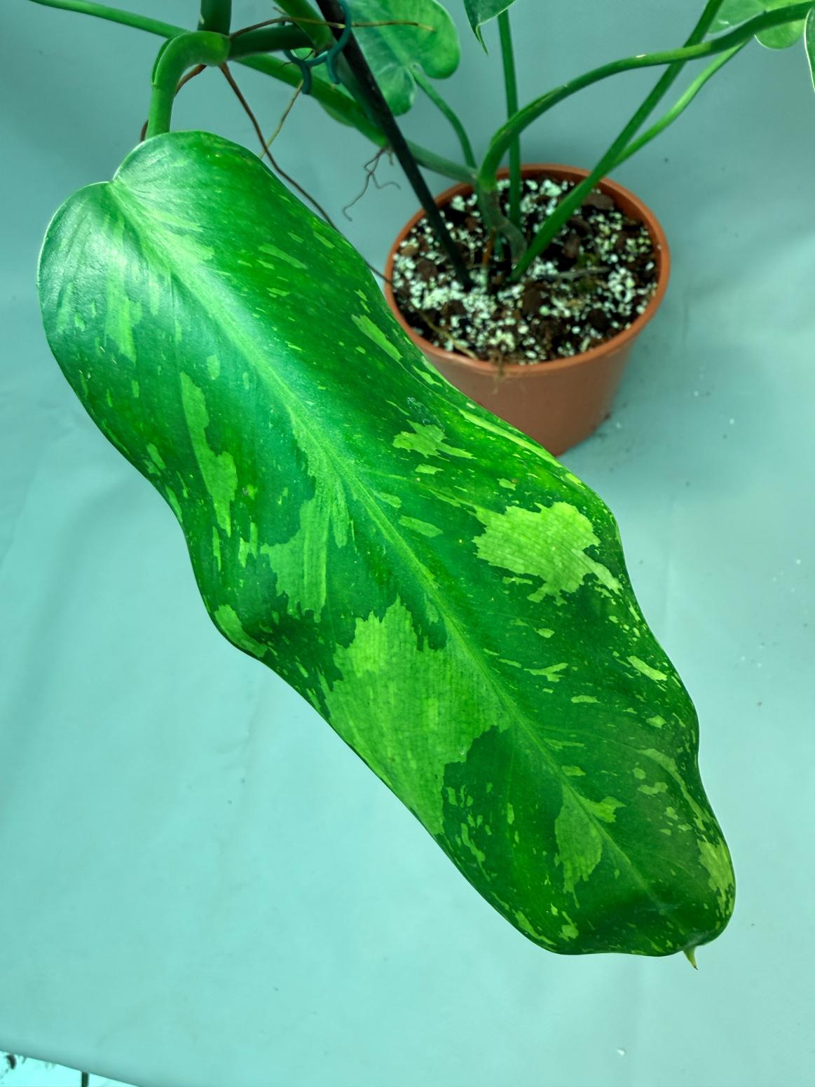 Philodendron Jose Buono variegata XL 