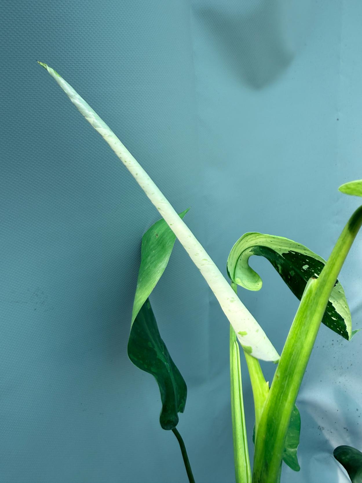 Philodendron Jose Buono variegata XL 