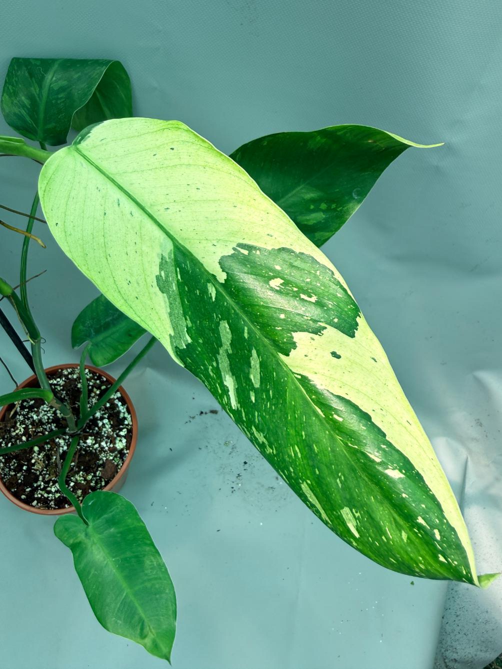 Philodendron Jose Buono variegata XL 