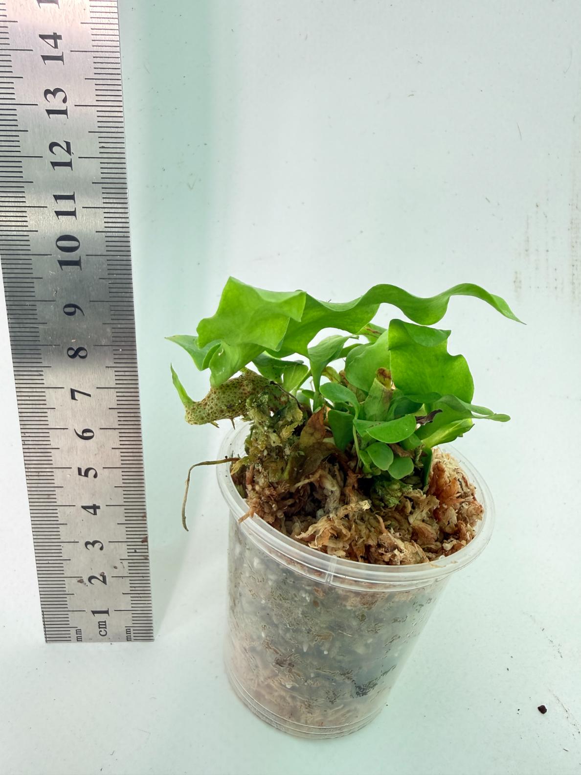 Lecanopteris Crustacea 2