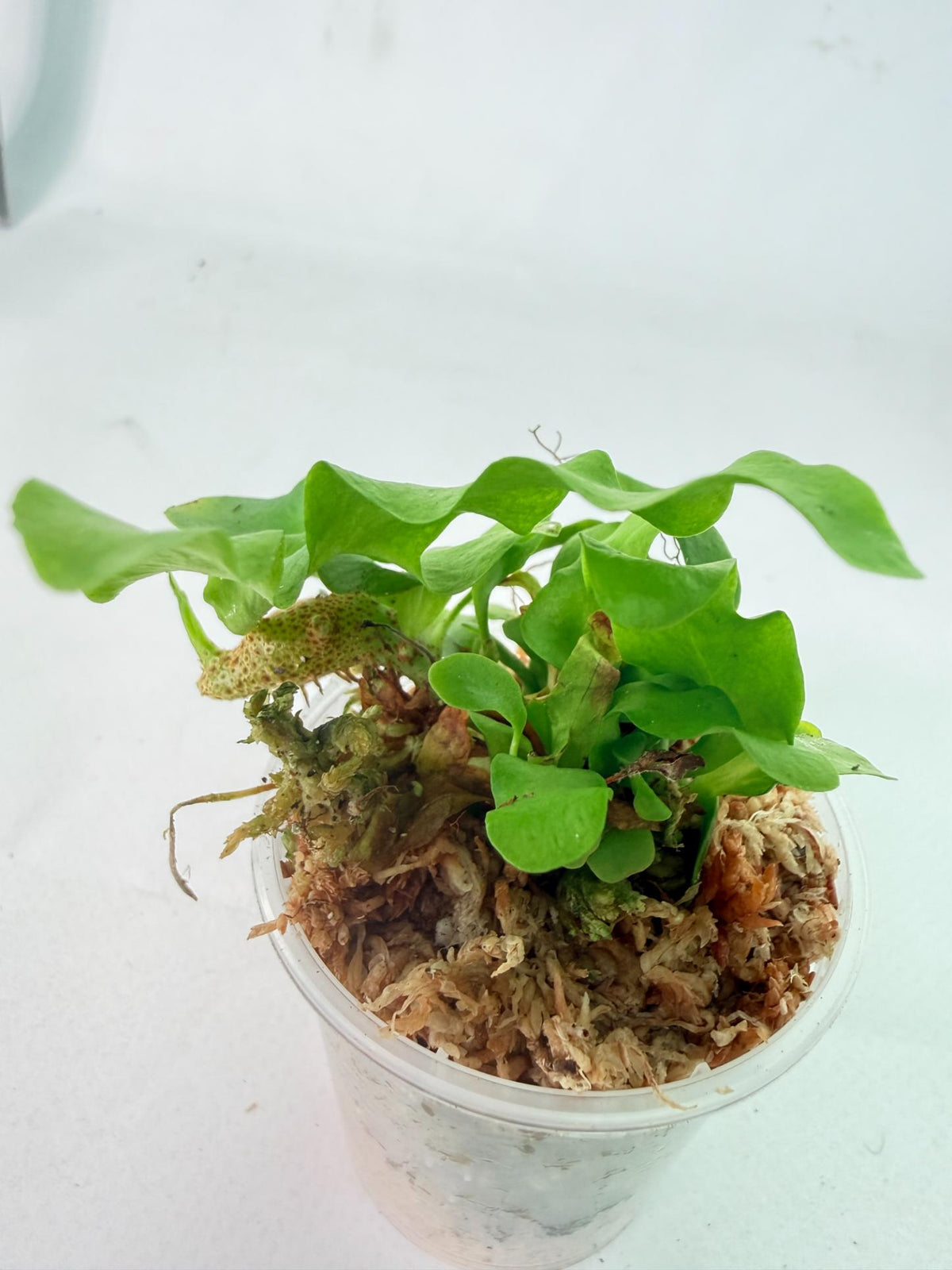 Lecanopteris Crustacea 4