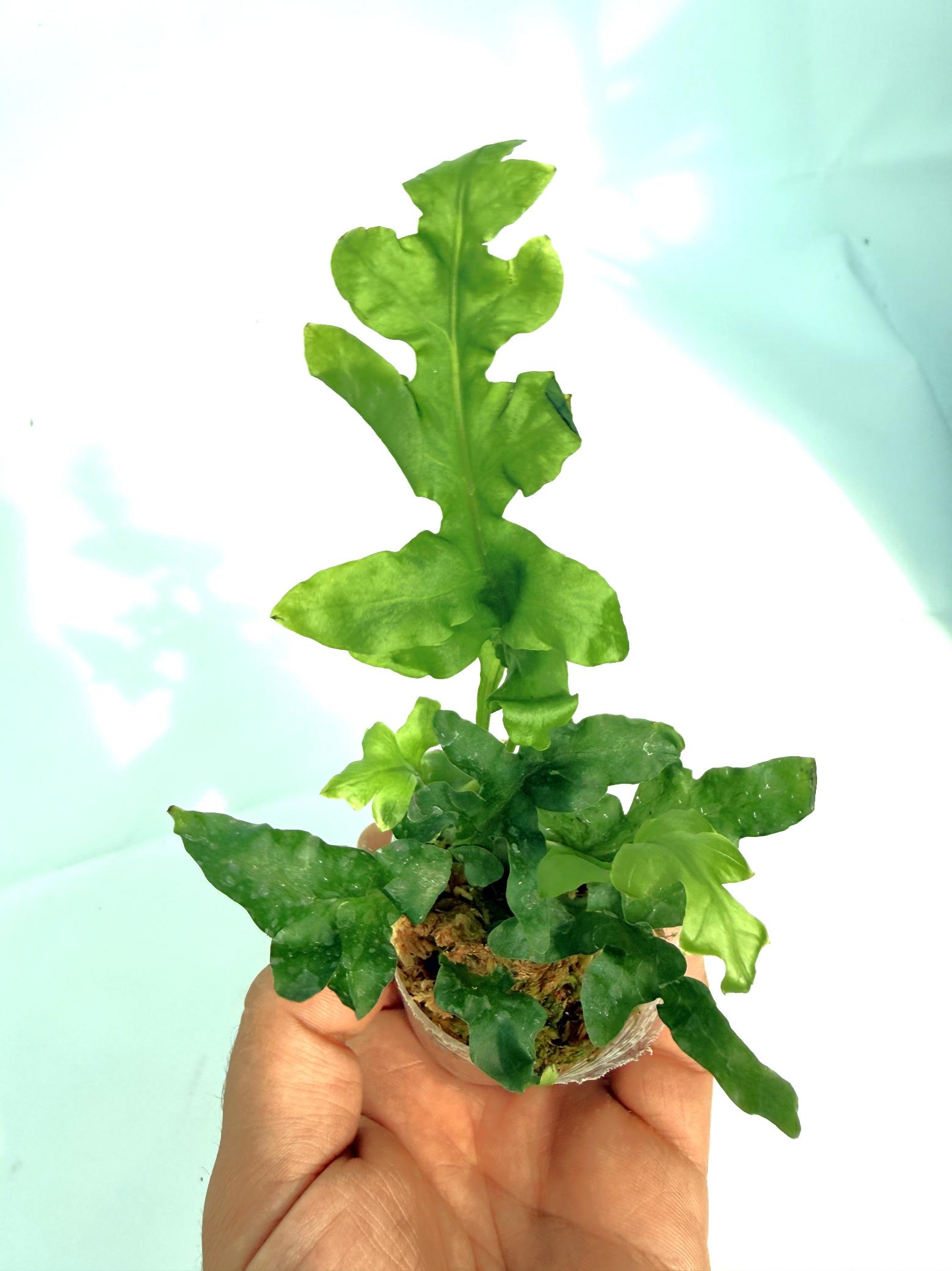 Lecanopteris Luzonensis 1