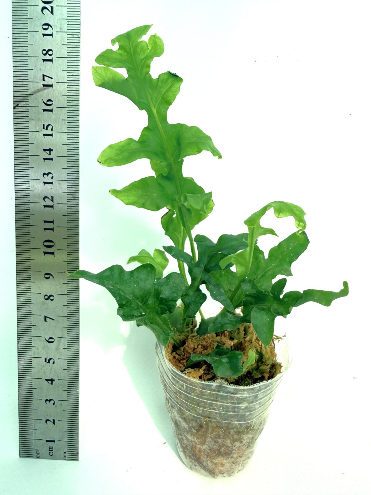 Lecanopteris Luzonensis 3