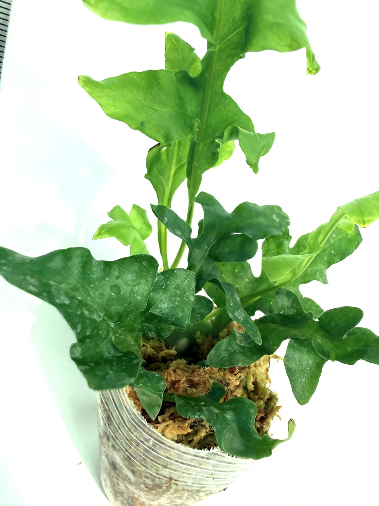Lecanopteris Luzonensis 7 