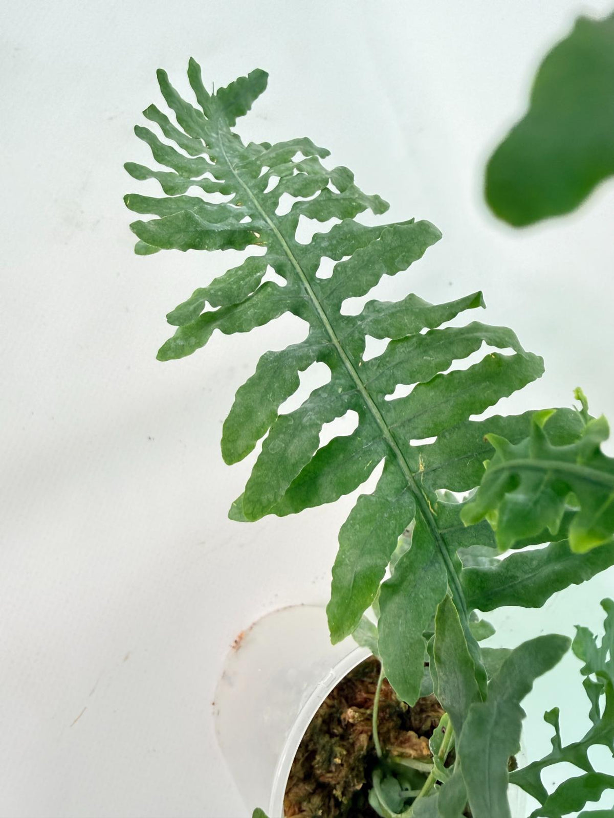 Lecanopteris deparioides 08