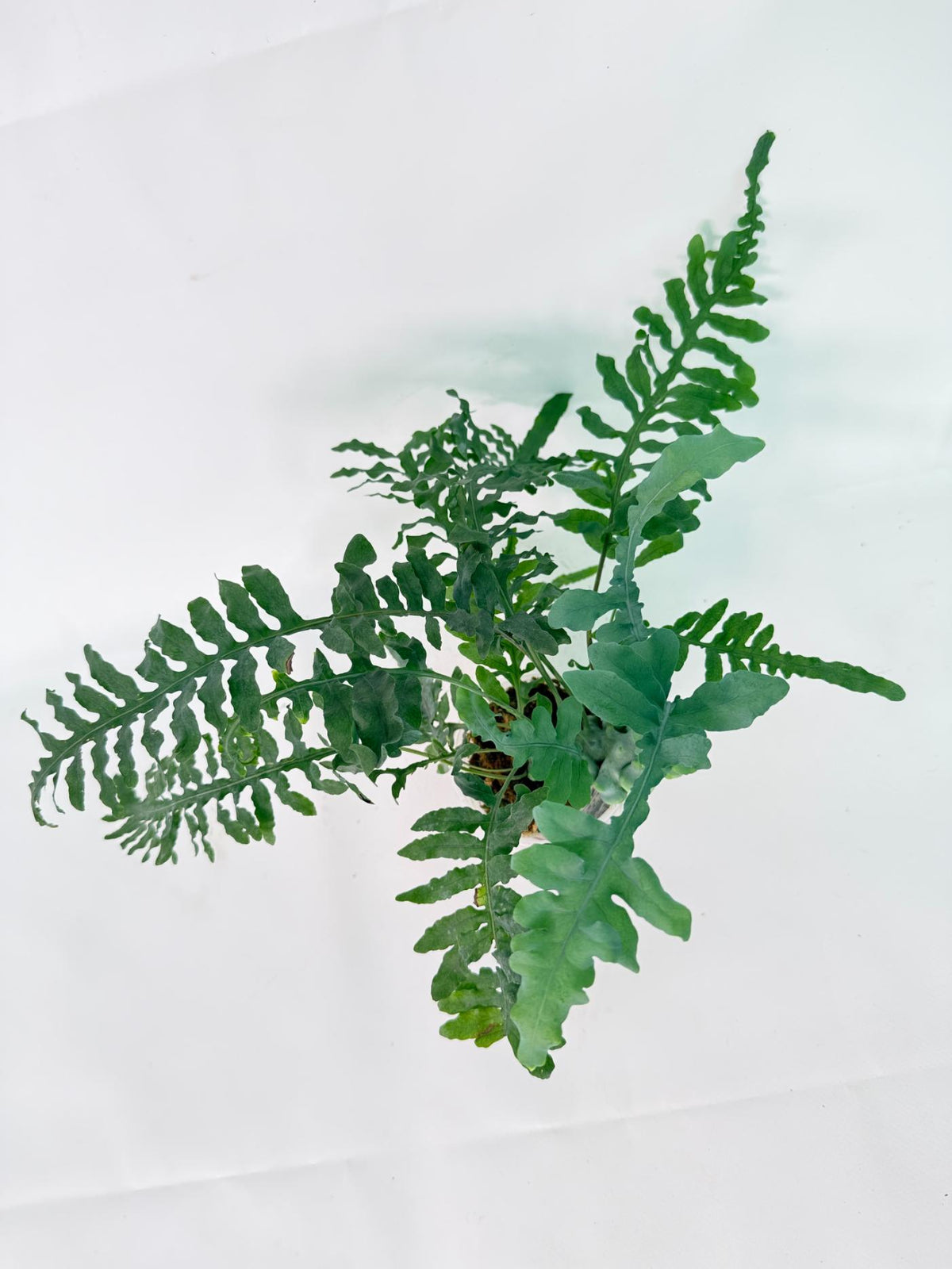 Lecanopteris deparioides 09