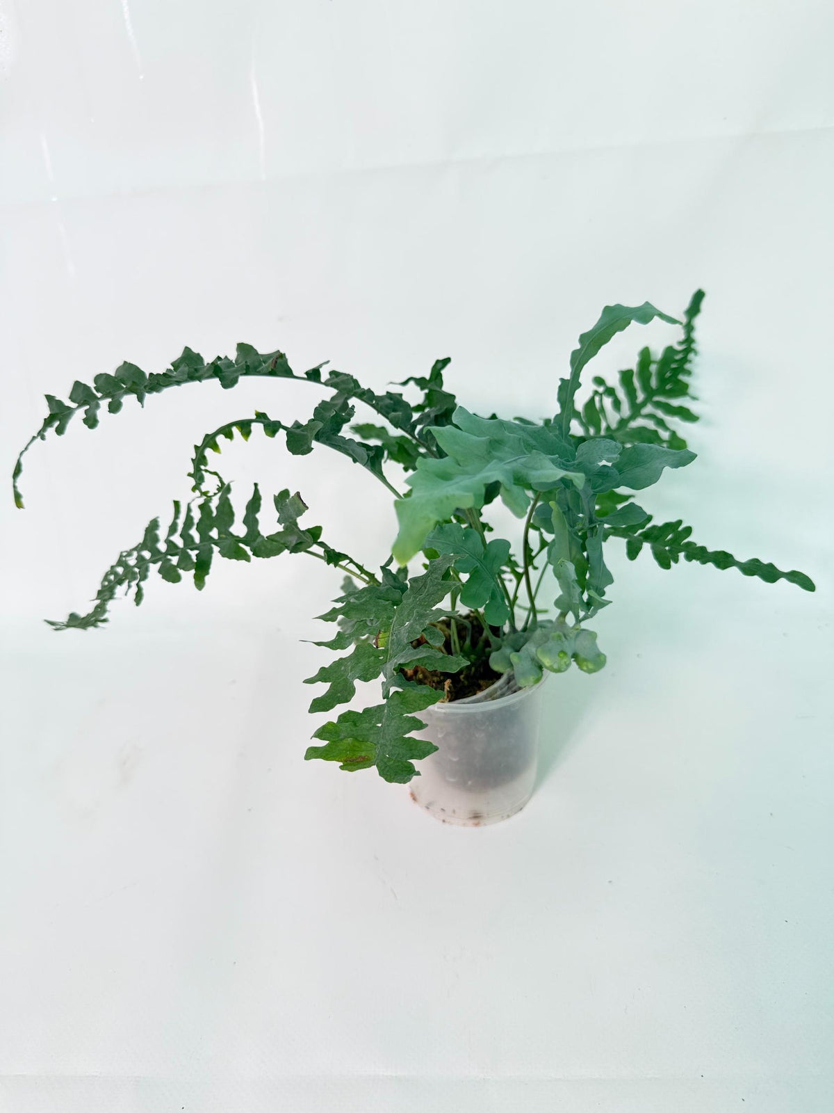 Lecanopteris deparioides 10