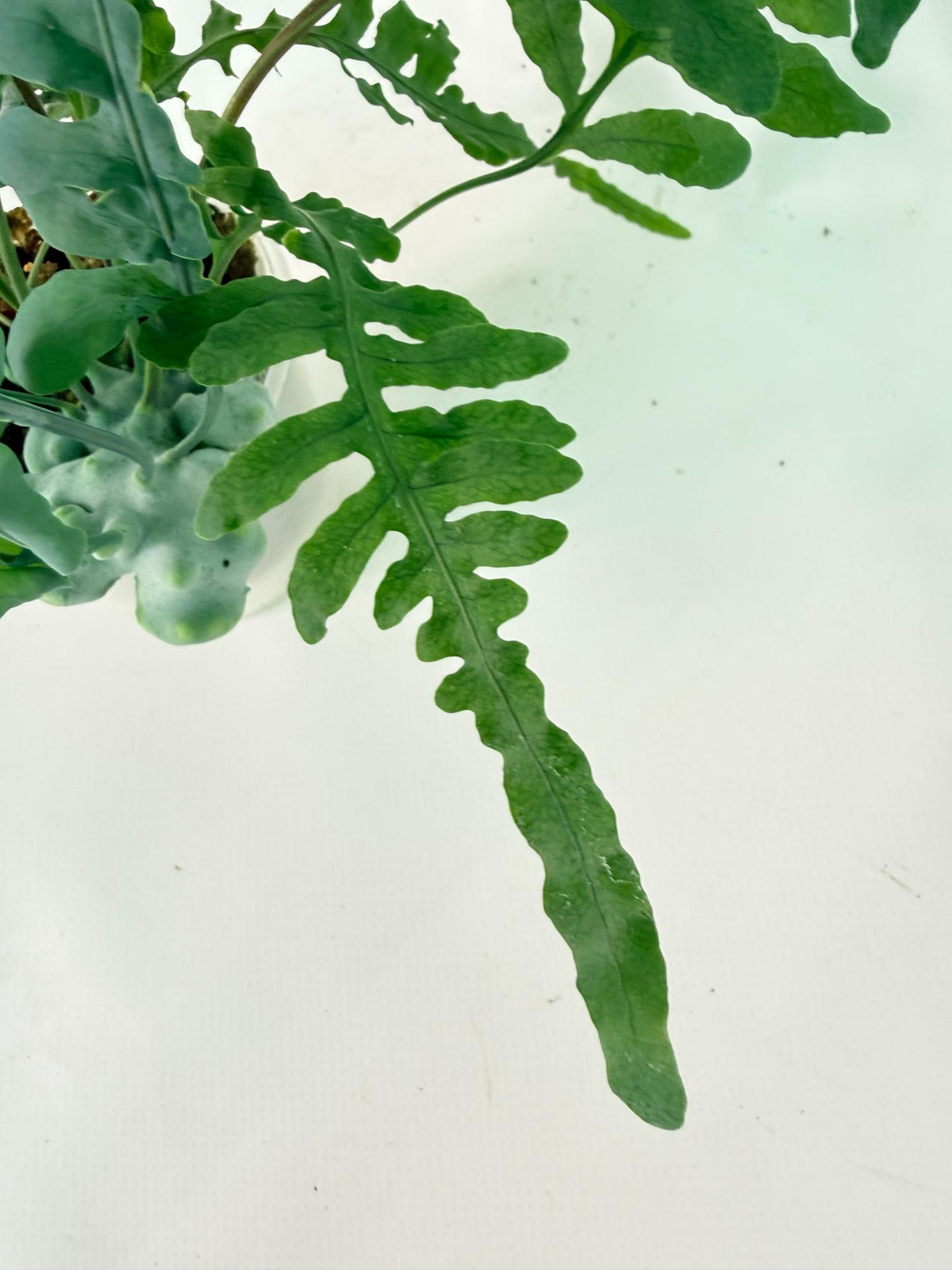 Lecanopteris deparioides 11