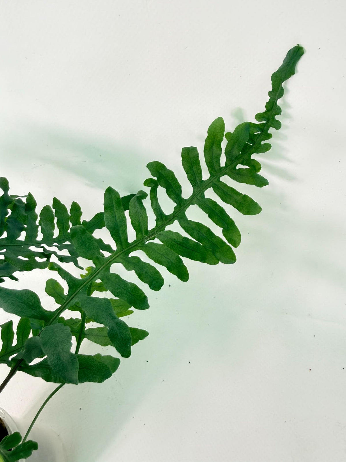 Lecanopteris deparioides 12