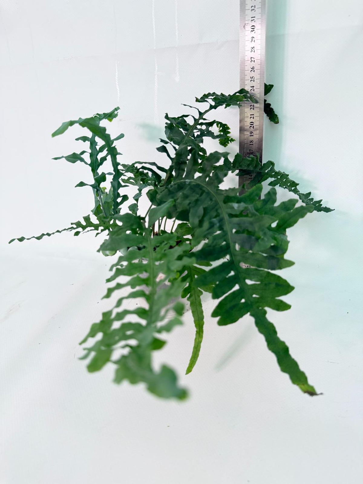 Lecanopteris deparioides 13