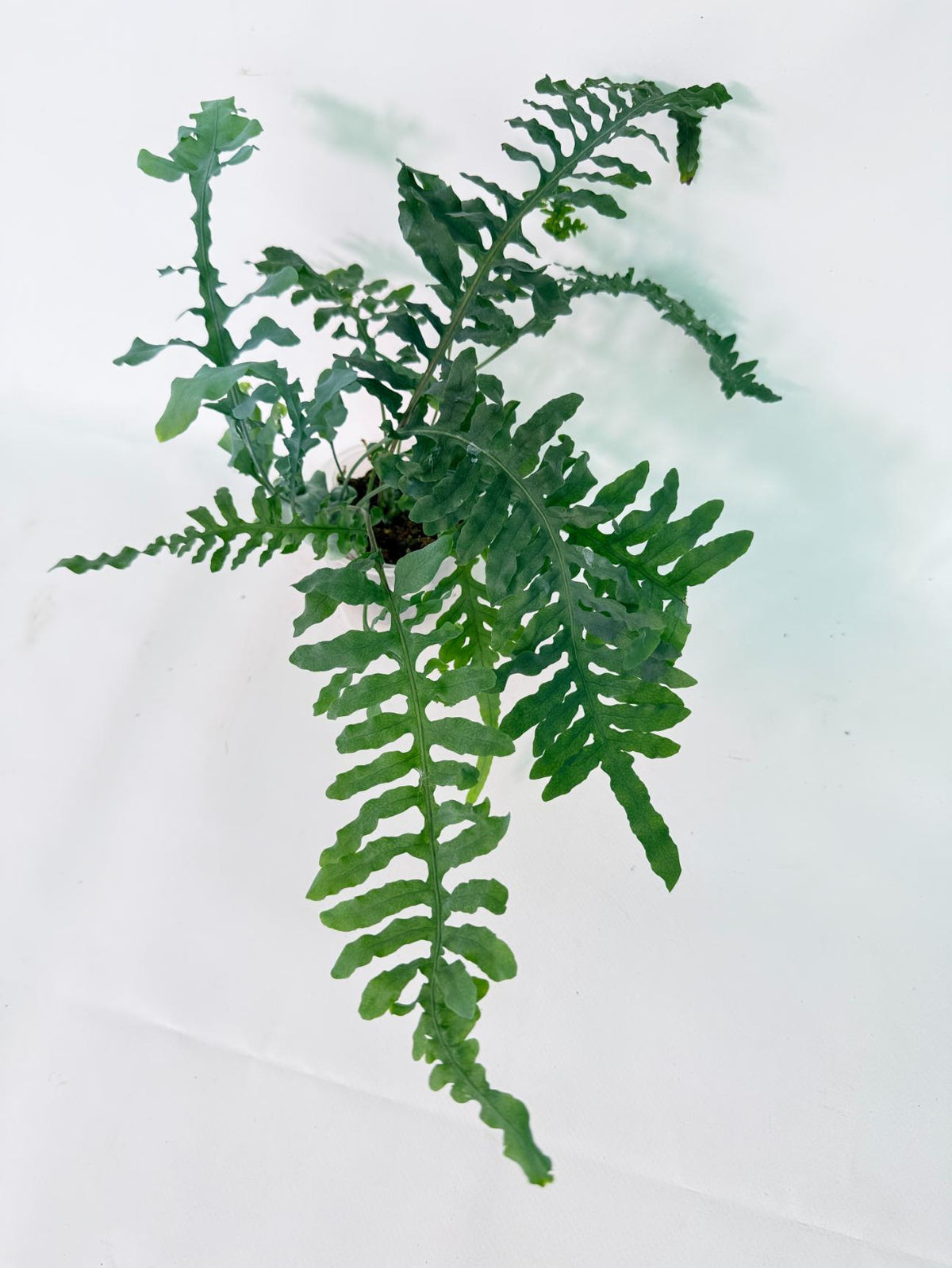 Lecanopteris deparioides 01