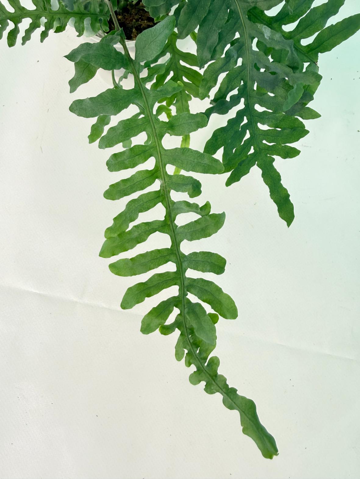 Lecanopteris deparioides 02
