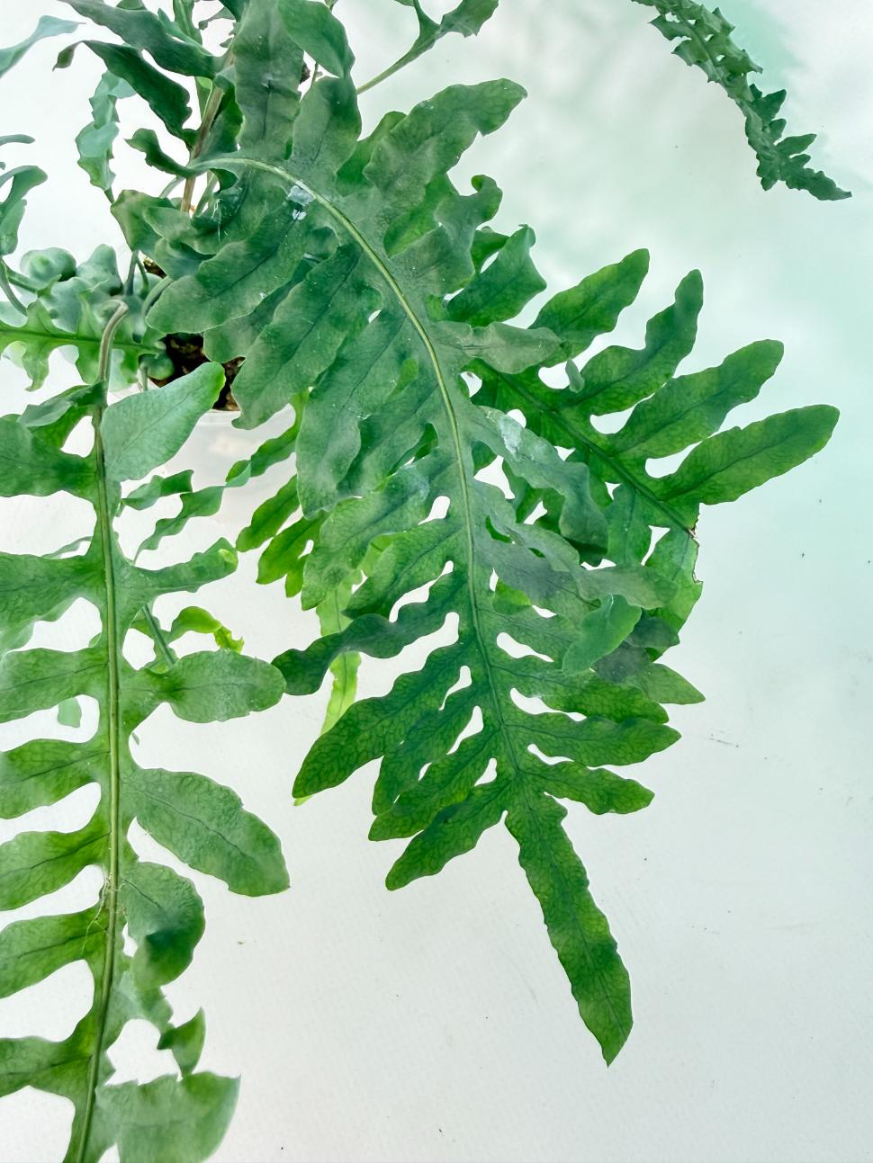 Lecanopteris deparioides 03