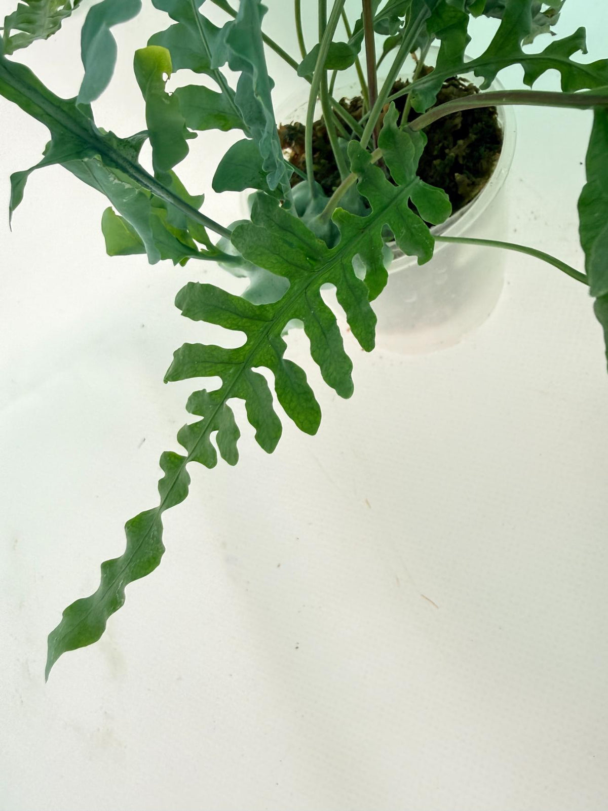 Lecanopteris deparioides 05