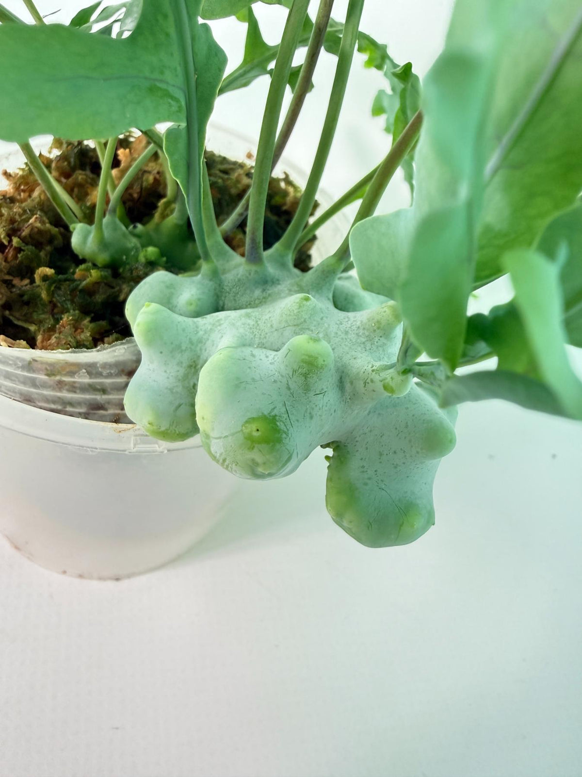 Lecanopteris deparioides 07